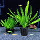 Fish Tank Water Grass Planting Basket Plant Landscape Cup Green Plant Planting Fixer Tank Bottom Plant Cultivation Basket Full Net for Hair