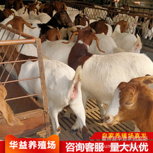 波尔山羊羊羔哪有卖的一年的利润是多少 波尔山羊种公羊