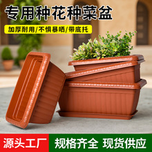 �Ӻ������˷N�������ϷNֲ���̨��ͥ�ش��L�����L�l�ͷN����