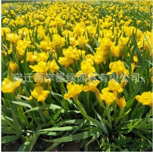 Wholesale Blue Flower Iris Seedlings Courtyard House Garden Plant Potted Butterfly Orchid Swallowtail Seedlings Herbaceous Evergreen Florals