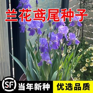 �{���Sβ�N�Ӷ���������ͺ� �Sβ���N�� �ļ����N�׻��������