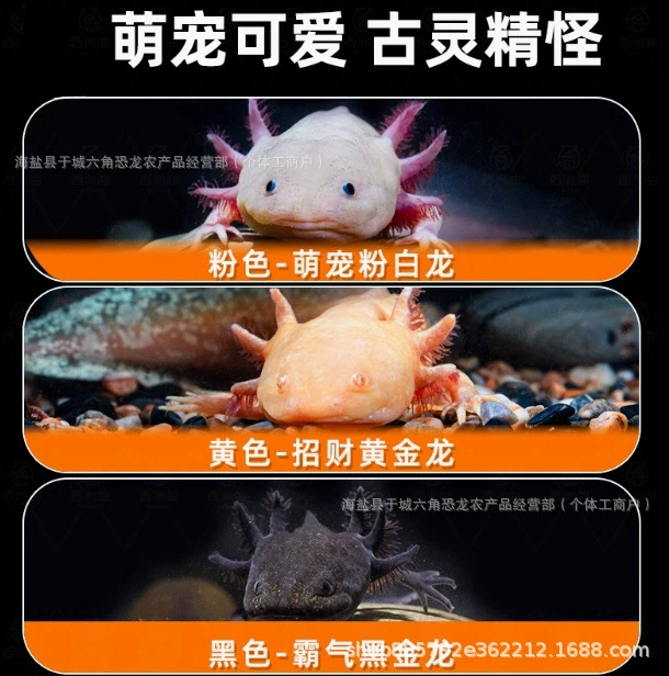 六角恐龙鱼冷 Aquatic fish, axolotl, fish tank, aquarium pet, live freshwater, easy to maintain, easy to live, ornamental internet celebrity fish
