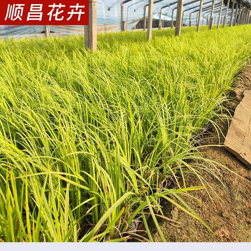 Золотой лист Acorus tatarinowii цветок зеркальное растение водно-болотное угодье Гидропоника многолетнее озеленение двора озеленение очистка воздуха рассада в горшках