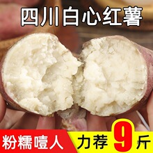 ���ļt�����r�F����Ʒ�N����ɽ��tƤ�عϰ�ȿ�t�����ҭ�˰�����