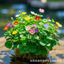 【跨境备货】铜钱草种子水养混色金钱草种子水培草坪种籽四季种植
