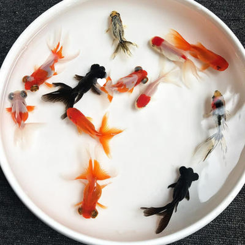 小金魚卸売、活魚、観賞魚、小卸売、鯉、鯉、三色赤白子頭、入門レベルの耐久性のあるヘアエクステンション|undefined