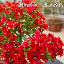 ڻذ÷ԎͥԺϘļ_GяSֱֱN