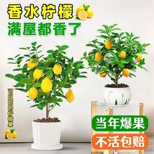 香水柠檬树苗盆栽带果室内室外结果无籽四季柠檬苗开花可食用盆景