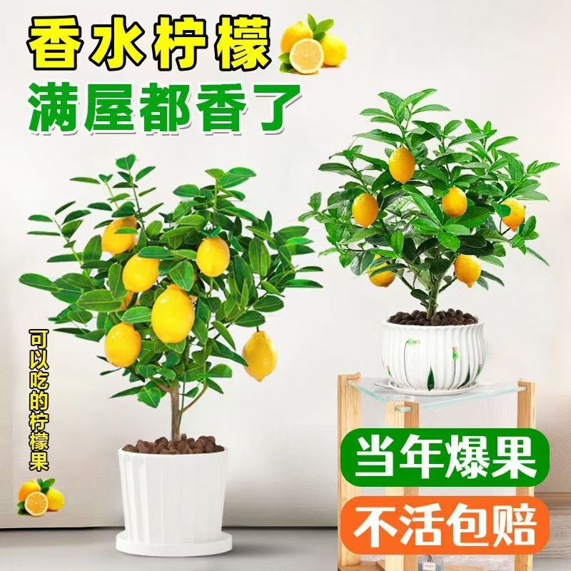 Perfume Lemon Sapling Potted with Fruit Indoor and Outdoor Seedless Four-Season Lemon Seedling Blooming Edible Bonsai