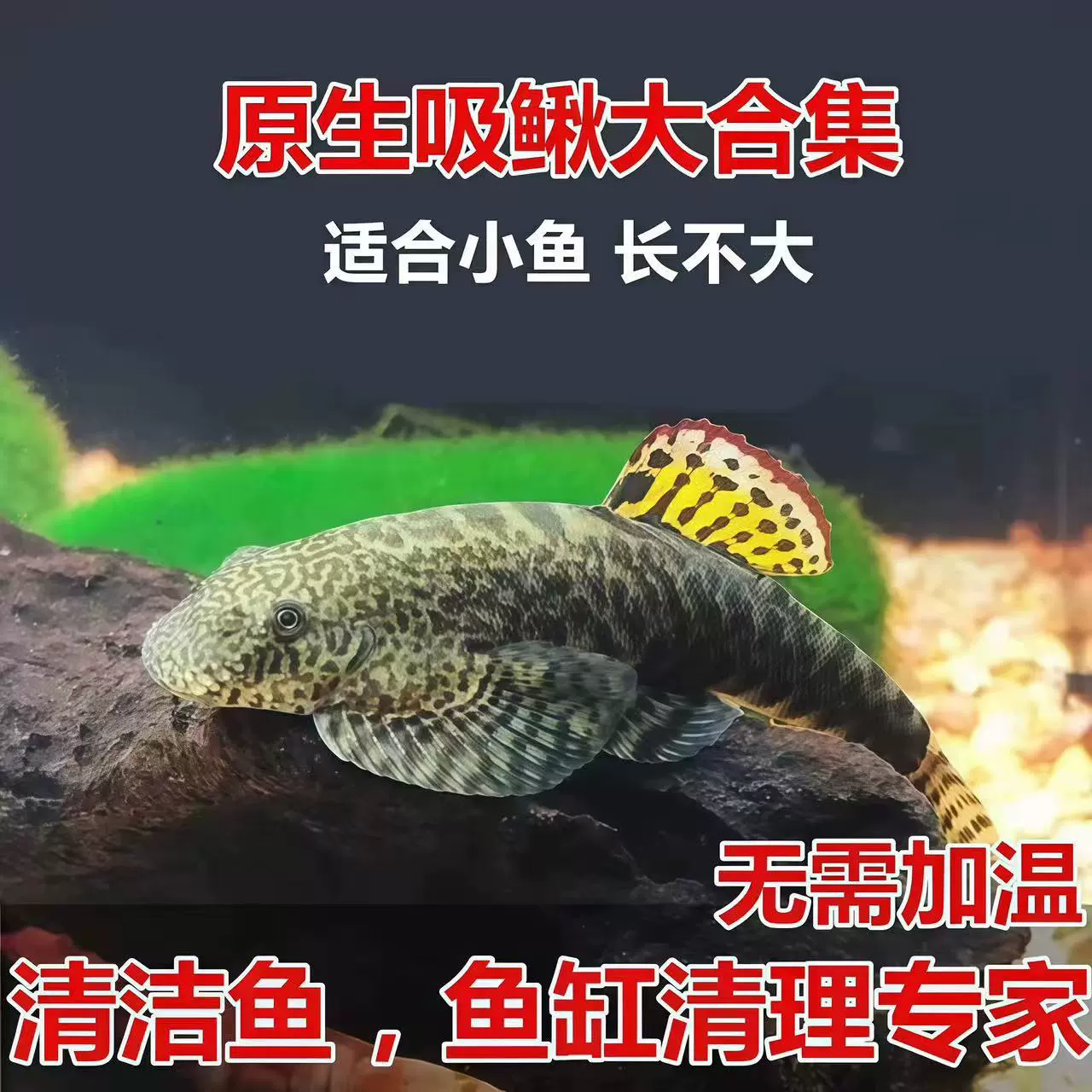 Оформительские рыбы Цин Даофу маи ци sucking loach каракатица скалная трубопроводная pipy рыба пресноводная холодная вода и водоросли Crock стена чистящая рыба инструмент рыба