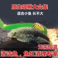 Оформительские рыбы Цин Даофу маи ци sucking loach каракатица скалная трубопроводная pipy рыба пресноводная холодная вода и водоросли Crock стена чистящая рыба инструмент рыба