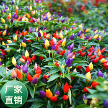 盆栽彩椒种子甜椒易活阳台盆栽室内外四季开花花种子籽大全