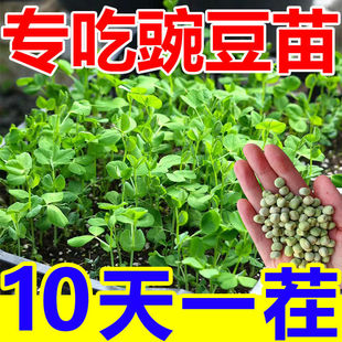 �ļ��㶹��N�����㶹��N��ѿ��˼�ͥ�̨�o�������㶹����