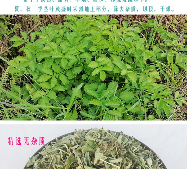 Xian He Cao Agrimony Loose Herb 500g Wild Harvested Dried Long Ya Cao for Herbal Tea and Decoction key features