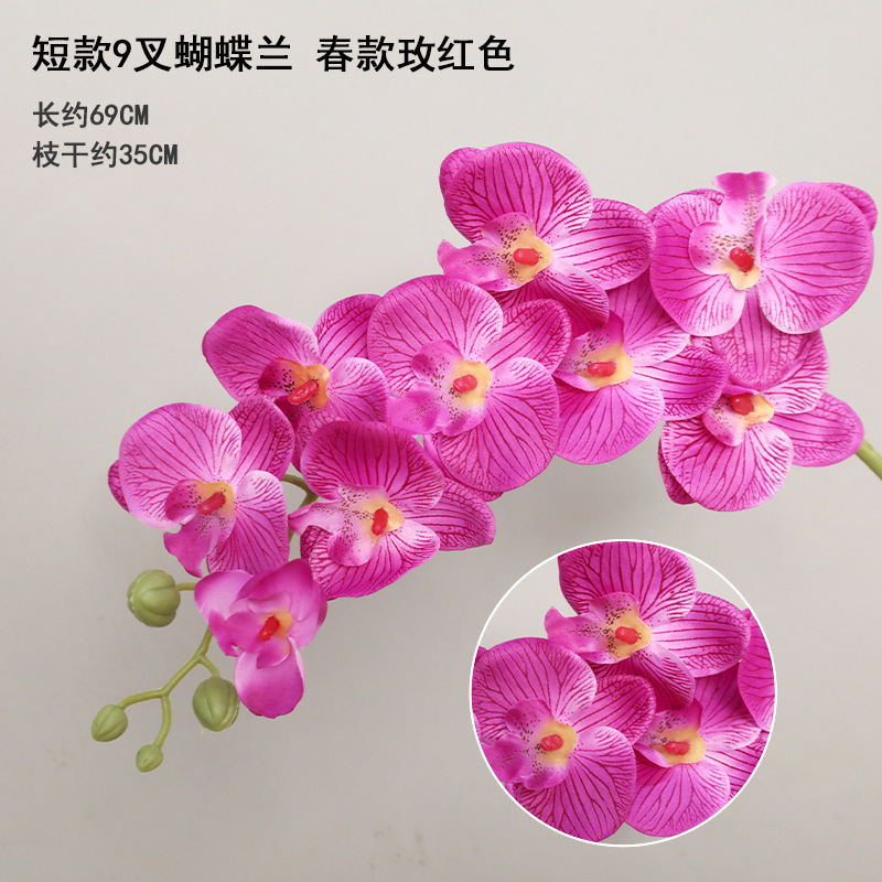 짧은 9 포크 Phalaenopsis 봄 로즈 레드