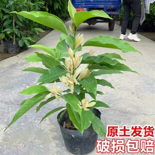 ���m�����Ի���ֲ���҃����m���玧�����ļ��_�������S���m�����