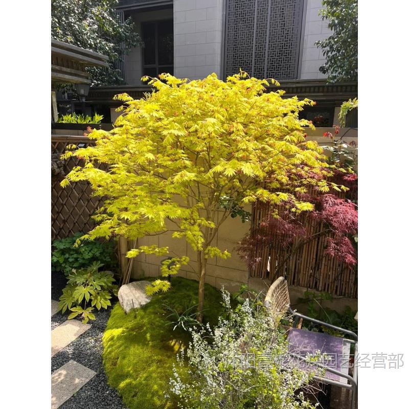 黄金枫树苗盆栽橙之梦金陵黄金枫庭院阳台四季观叶花卉景观绿植物