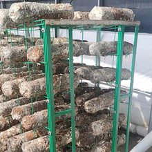 食用菌基地香菇層架式網架菇棚架種植蘑菇架子中久廠家按要求定制