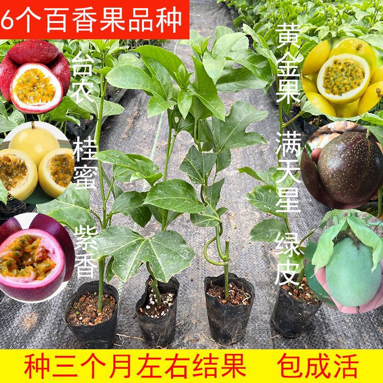 百香果苗黄金百桂蜜9号苗台农树苗大全树苗正宗可食用阳台果树苗