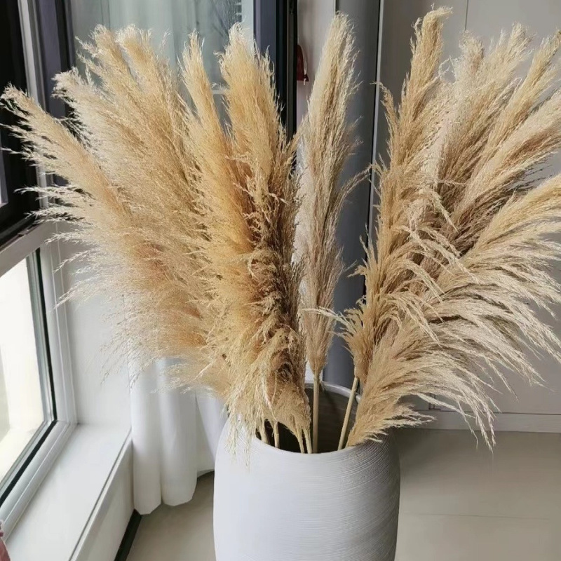 网红芦苇干花花束天然蒲苇客厅摆件超大婚庆拍照装饰仿真永生花|undefined