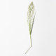 Zhifeng Grass with Branches Real Leaves Flower Embossed Dried Flowers diy Bookmark Candle Mobile Phone Case Plant Teaching Specimen