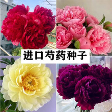 重瓣大花芍药种子四季易种盆栽花卉种子富贵花室内庭院多年生四季