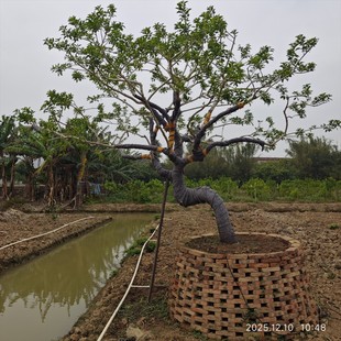 б�h�Rˮ�����F�����S�ҹ��� ȫ���F�����r�� ͥԺ��t������