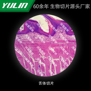 Tongue Slicing University Medical School Use Tissue Disease Marble Wax Slide Specimen Microscope