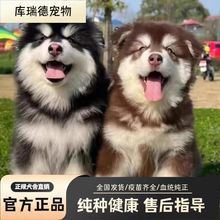 纯种阿拉斯加犬幼犬活体出售巨型灰桃红棕阿拉斯加雪橇犬宠物狗