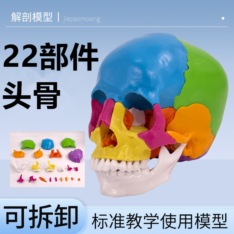 1 a 1 cabeza cráneo humano natural grande adulto cráneo enseñanza médica belleza cráneo modelo