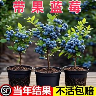 {ݮGʯpYϱɷN玧~ˮȫ