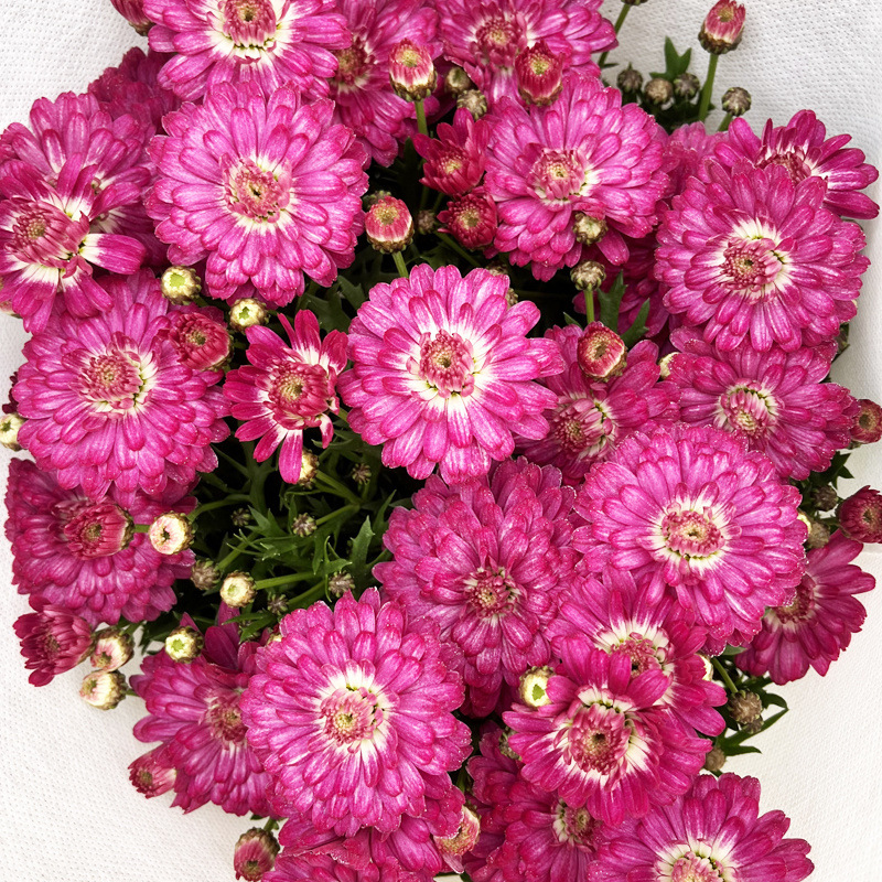 크림딸기(점장 추천) 새로운 품종