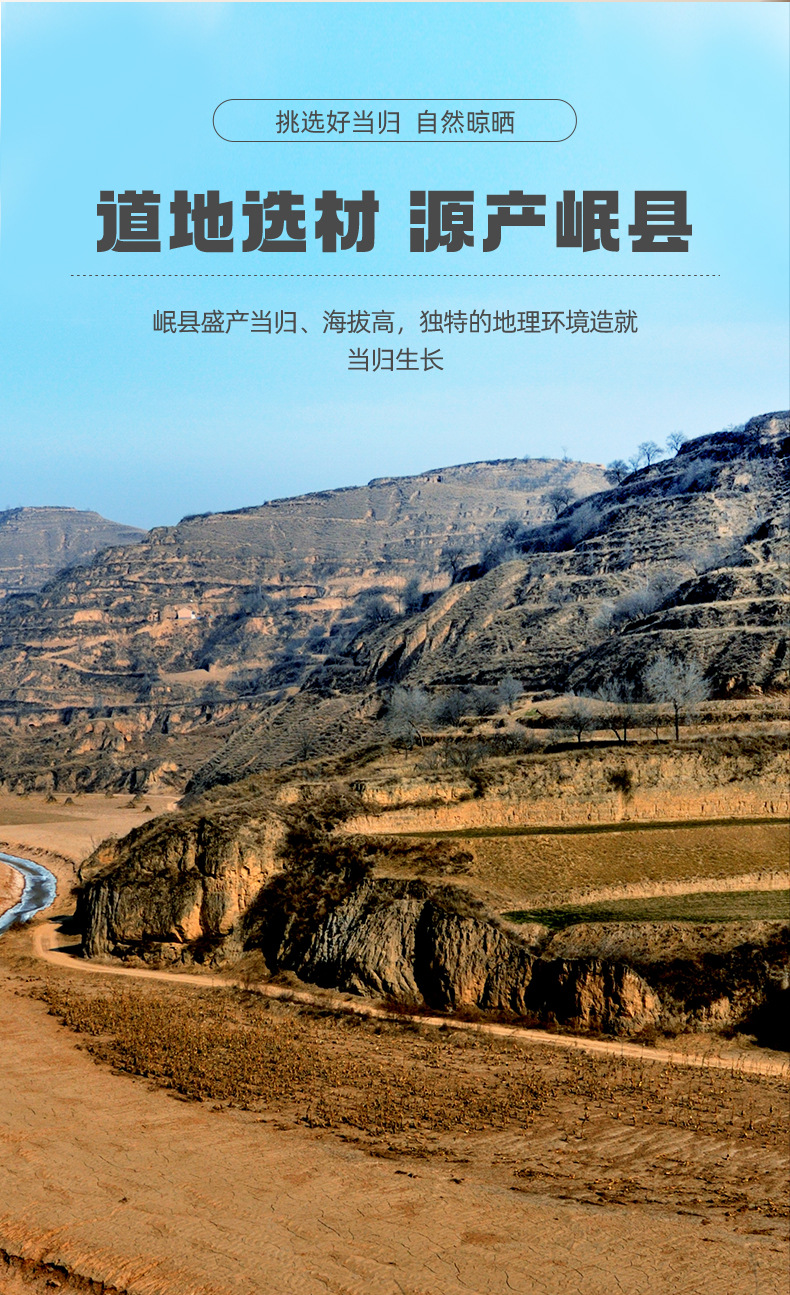 Dried Angelica Root Slices Dang Gui from Gansu Minxian for Herbal Soups and Decoctions specifications