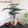 Hydroponic bamboo potted room indoor desktop aquatic plant wealthy bamboo well nourish four seasons evergreen purification air and green plants