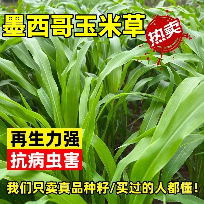 Семена кормов Мексиканской кукурузы Высокоурожайность Тепло-и термостойкие и засухоустойчивые и засухостойкие крупного рогатого скота и овец Скорость проращивания семян кормов