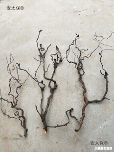 ������֦��Ȼ��������֦�l��֧ˇ�g�廨ܛ�b���Ͽ�֦ɭϵ����̫��