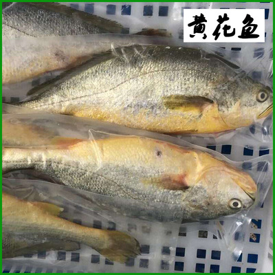 500g黄花鱼惠来生鲜鱼深海水产品冷冻冰生鲜潮汕打冷大排档大黄鱼