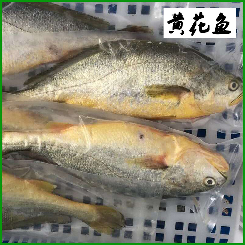 500g黄花鱼惠来生鲜鱼深海水产品冷冻冰生鲜潮汕打冷大排档大黄鱼
