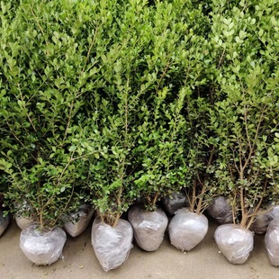 С�~�S��������S�����ͥԺ�G�h�����h�ʘ���G��������