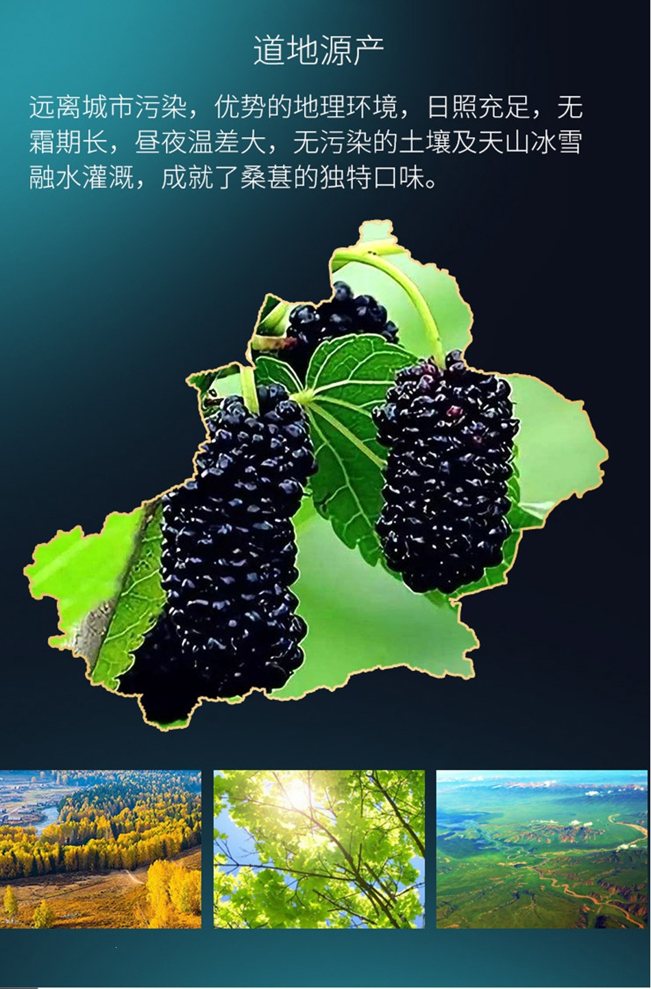 Dried Black Mulberry Fruit Sang Shen Zi 2024 New Crop Natural Herbal Snack and Tea Ingredient key features