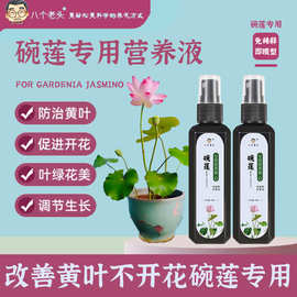 碗莲专用营养液荷花睡莲养花肥料水培观赏花卉绿色植物生根专用肥