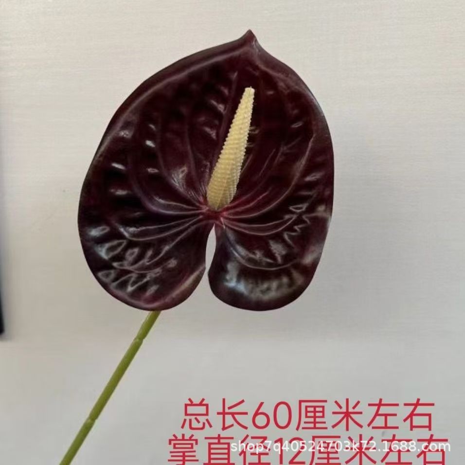 색상 21호