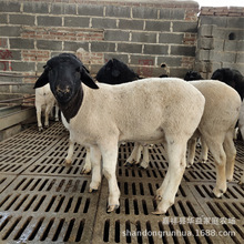 出售黑头杜泊绵羊 白杜泊绵羊羊羔  白头杜泊羊二胎母羊