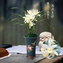 杂交系列超香兰花苗盆栽绿植建兰墨兰四季兰浓香型厂家直销包邮