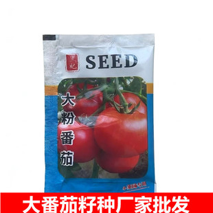 ���ߴ�9-12cm���m�����t���N�ӷ��ѷN�ӏS��ֱ�N�߲˷N��