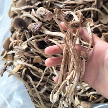 不开伞茶树菇 净重500g 干茶树菇 干货新货农家新鲜菇煲汤食材批