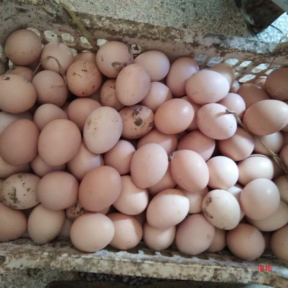 Яйца с фермы Джихуа, бамбуковый лес, свободно выращенные, свежие, пригодные для съедения сырыми.