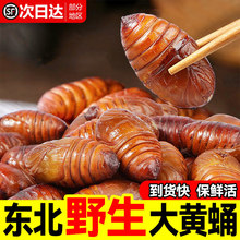 东北鲜活柞蚕蛹大个蚕蛹新鲜活蝉蛹黄蚕蛹大茧蛹高蛋白香蝉蛹500g