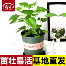 ʳ޽~r̨NѷNļșķNֲș