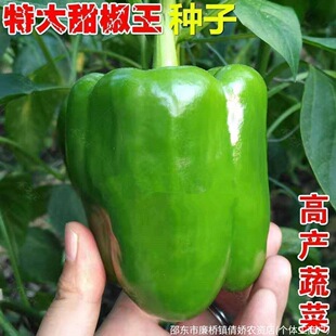 �ش��𽷷N�Ӵ����ཷ���\���˽������N���̨���ﶬ���߲˷N��
